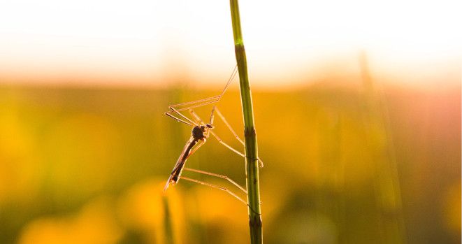 mosquito en tallo en un campo