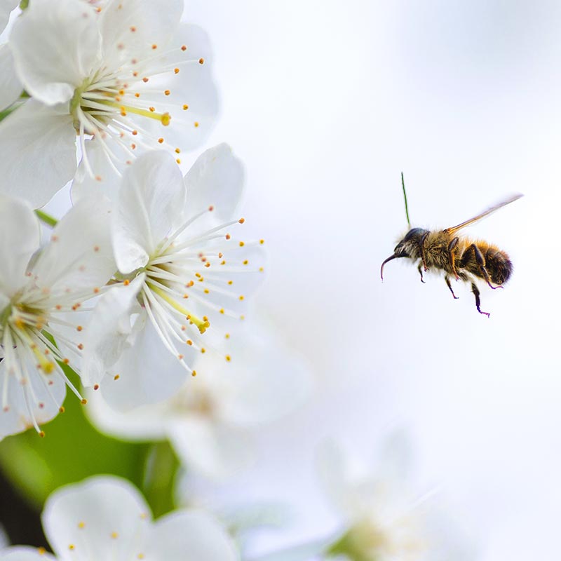 pollen abeille pollinisation fleur