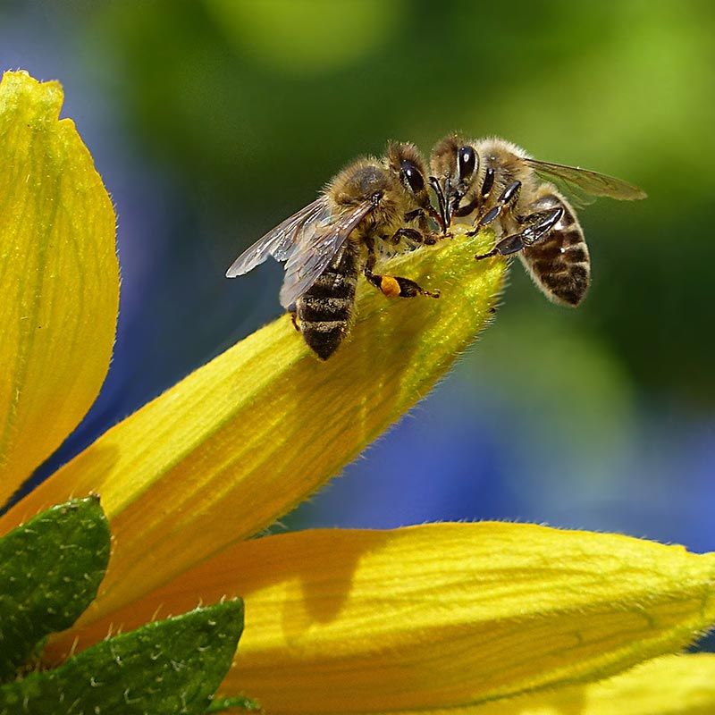 pollinisation abeille sur fleur